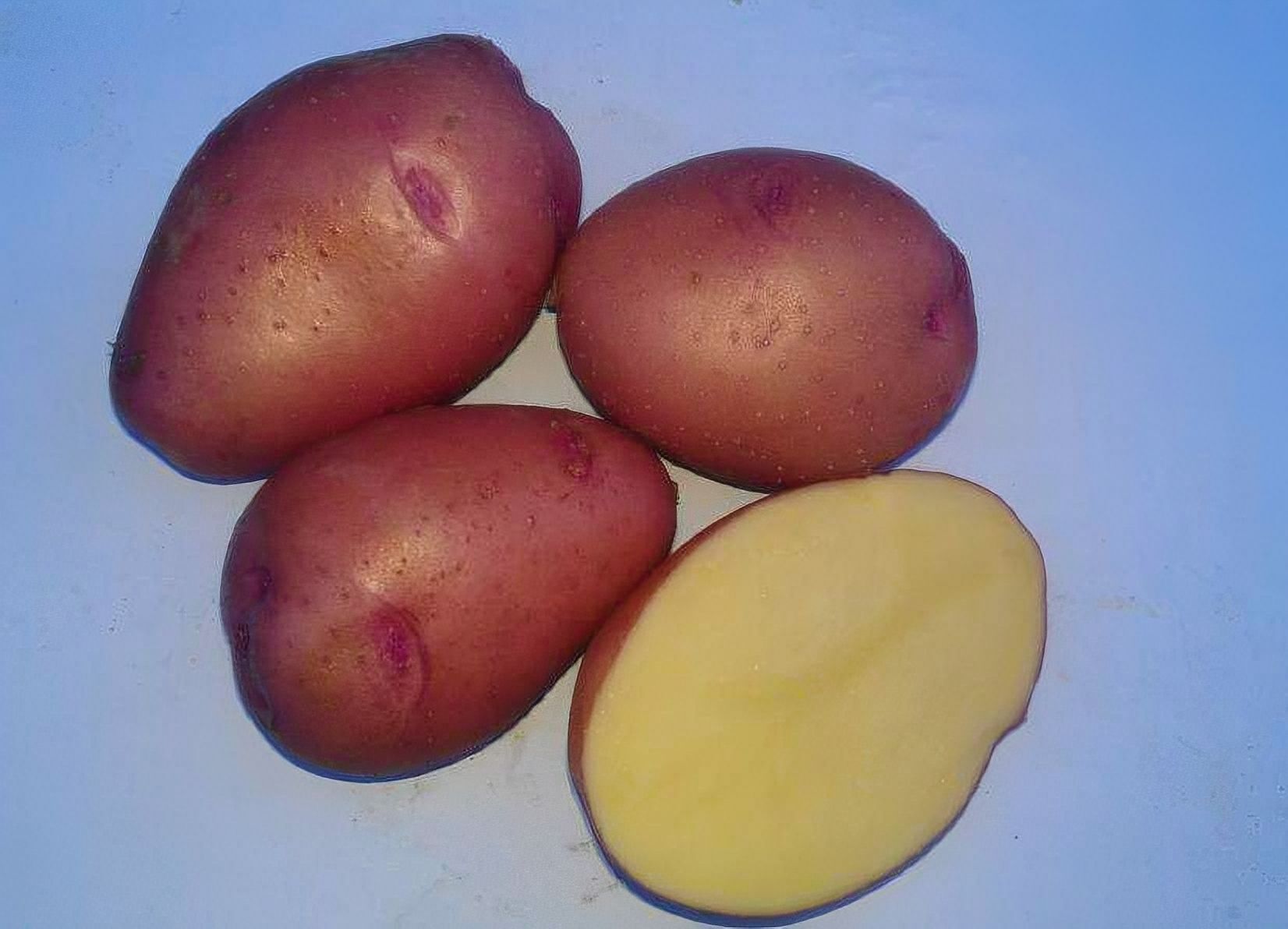 Сорта картофеля фото с названиями и описанием. Семенной картофель Розара. Сорт картофеля Розара. Картофель Розара элита семенной.