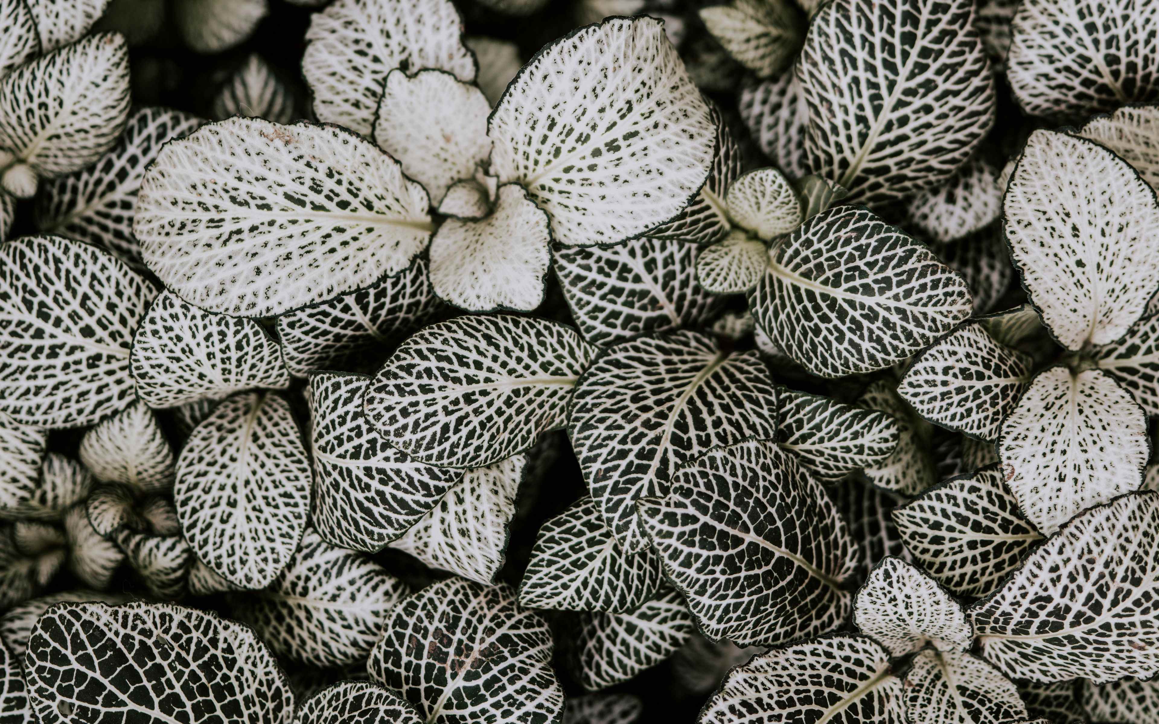 White leaves