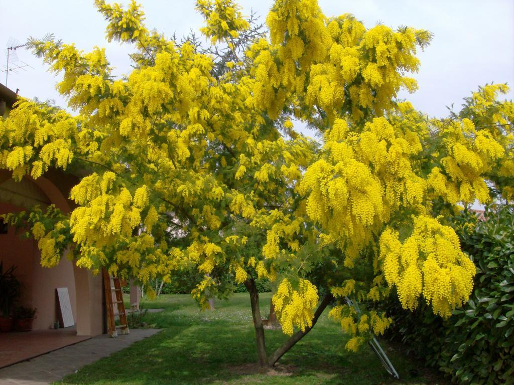 Дерево с желтыми цветами фото и названия и фото