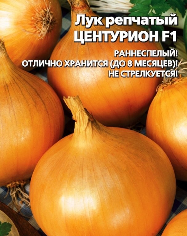 Лук сорт центурион описание сорта отзывы фото. Лук-севок f1 коррадо. Лук севок стурон описание сорта. Лук центурион описание сорта. Лук сорт центурион описание сорта отзывы фото.