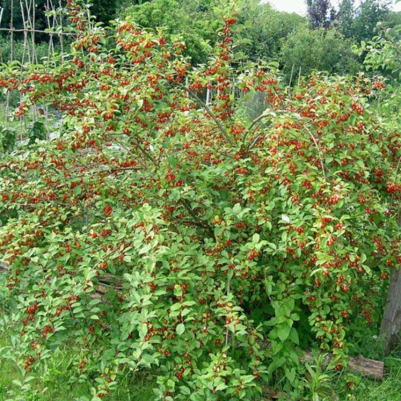 Плодовые кустарники для дачи фото