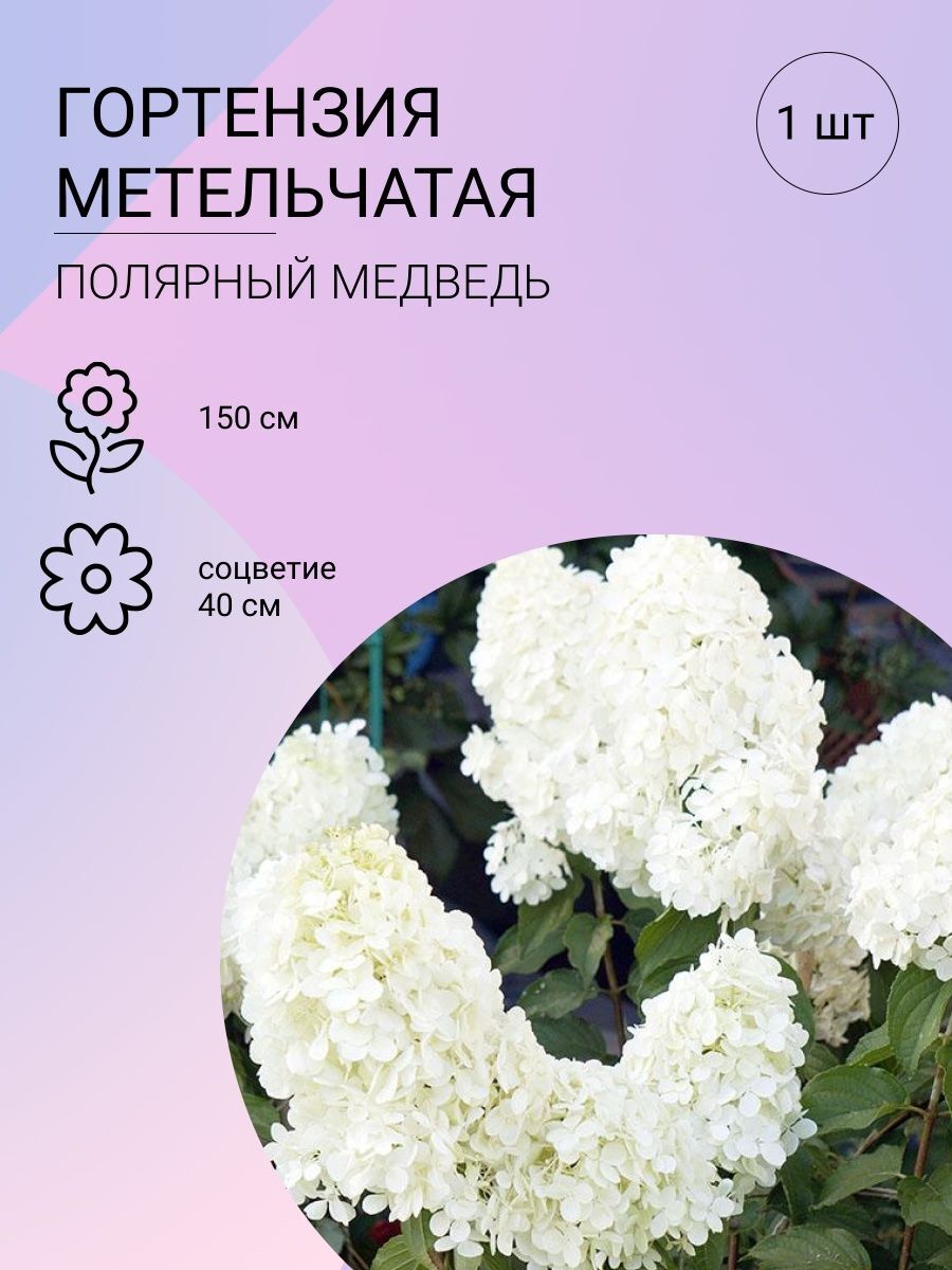 Гортензия Полярный Медведь Осенью Фото