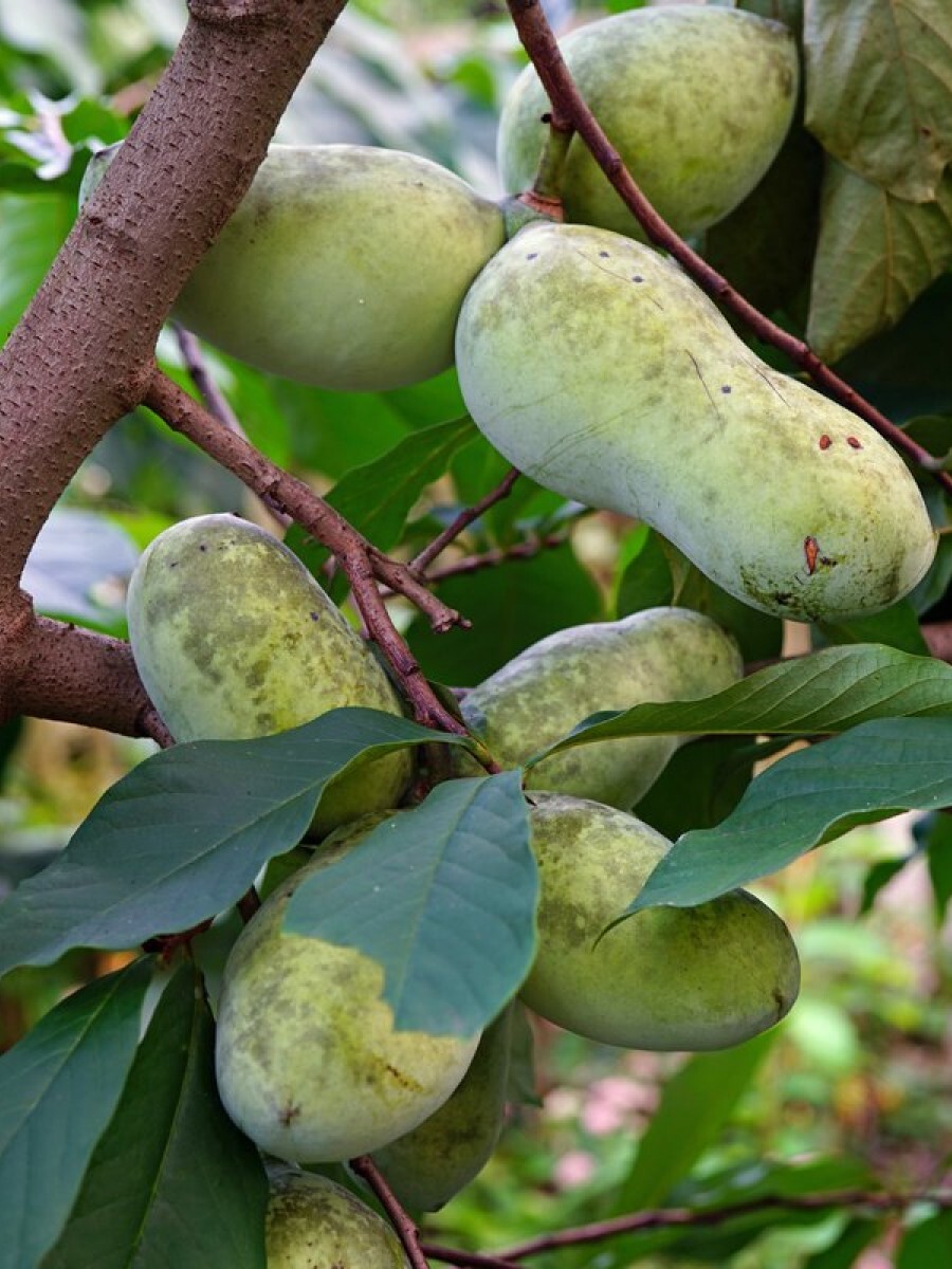 Семена Азимина трёхлопастная трилоба (Asimina triloba), 5 штук