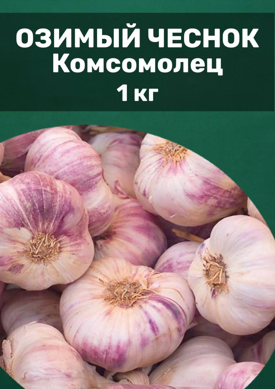 чеснок комсомолец фото