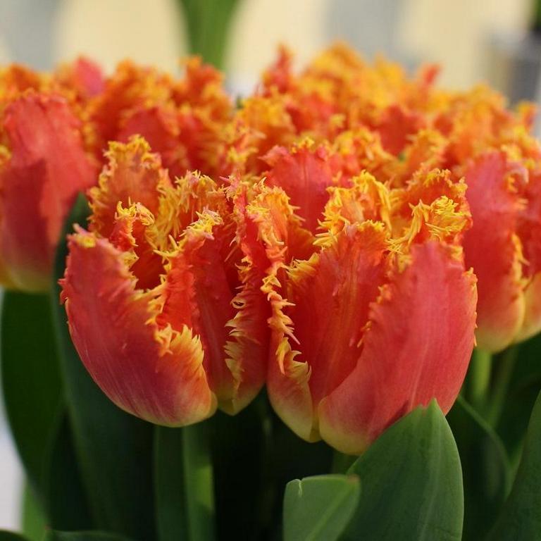 Тюльпаны бахромчатые сорта с фото и названиями
