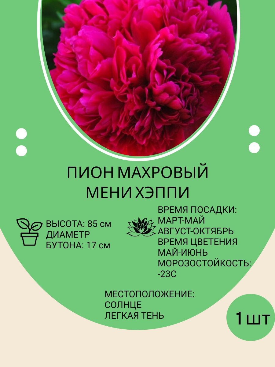 Корневища Пионов Купить В Интернет Магазине