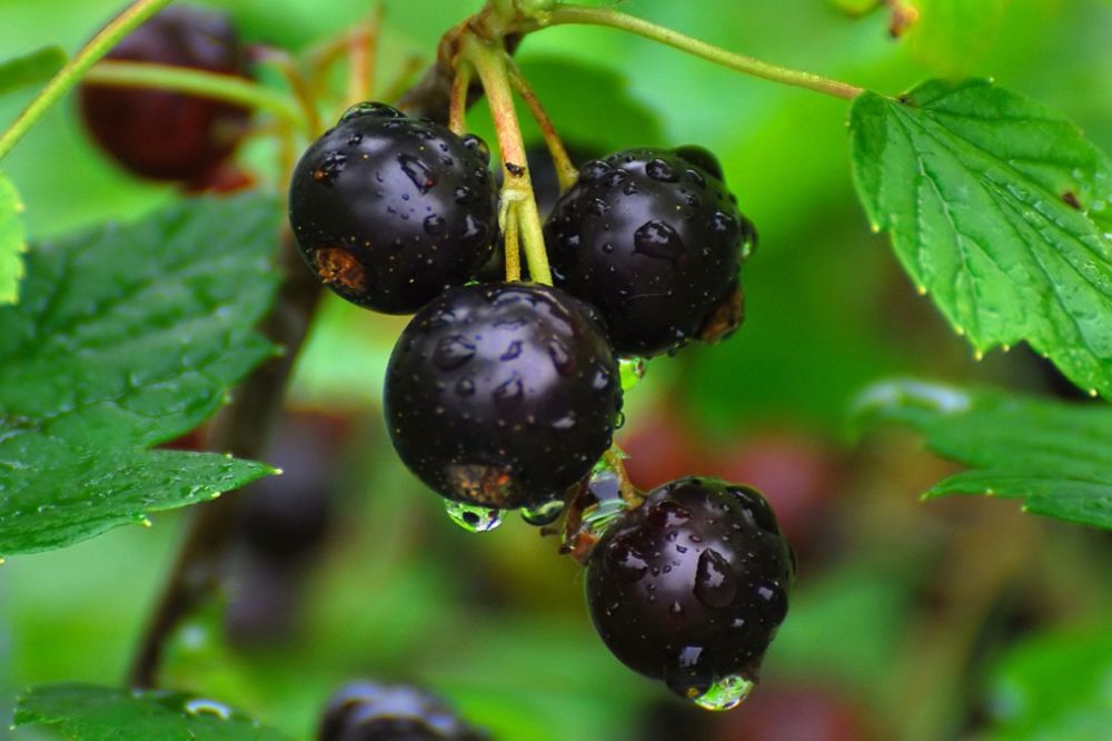 Смородина ribes nigrum. Смородина дикуша Охта.