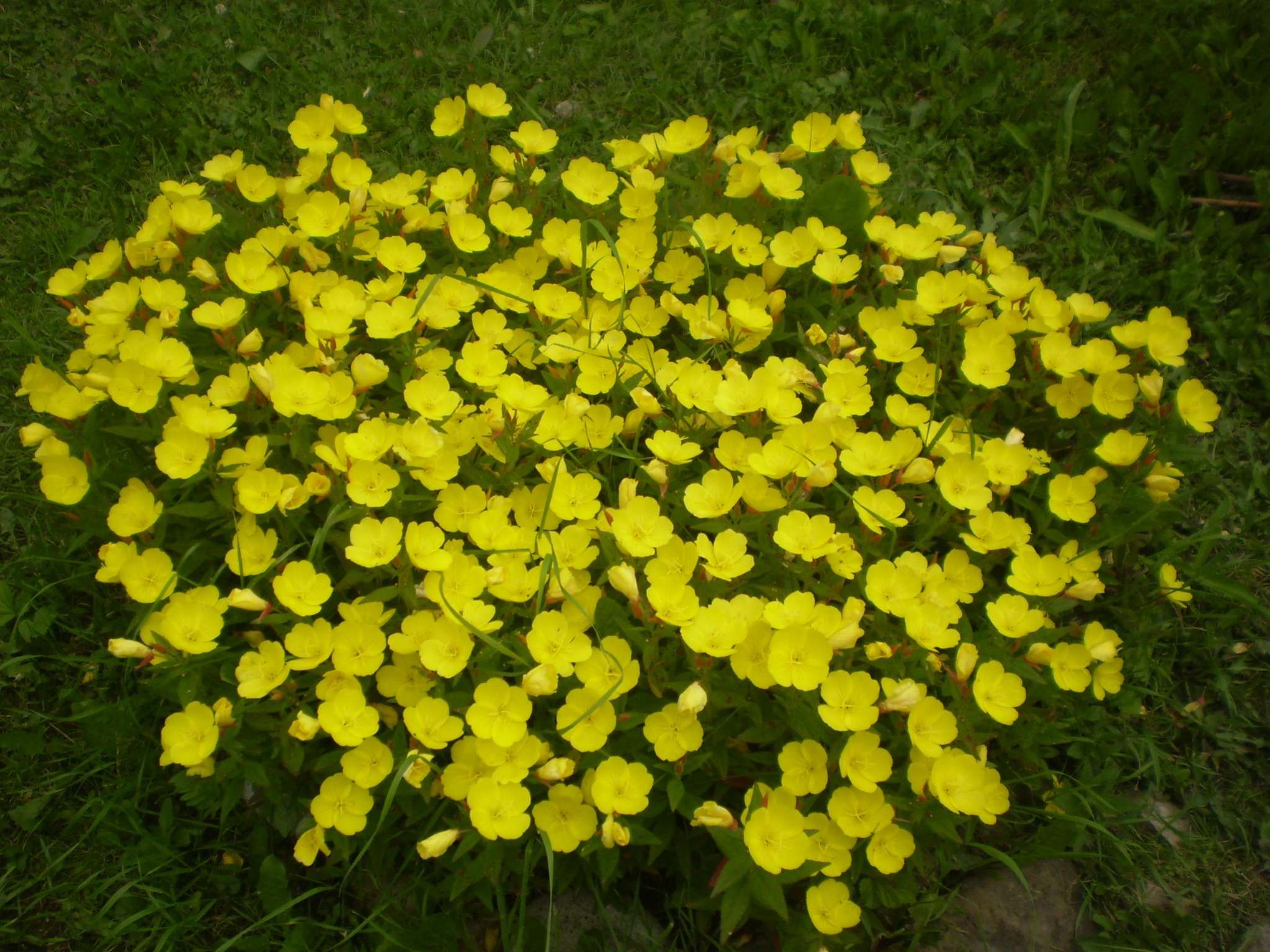 Желтенькие цветочки многолетник название фото