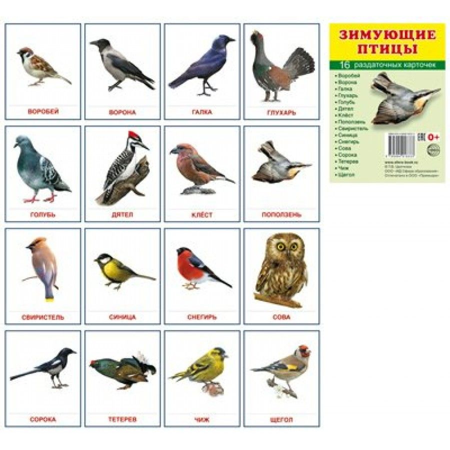 Карточки зимующие птицы птицы