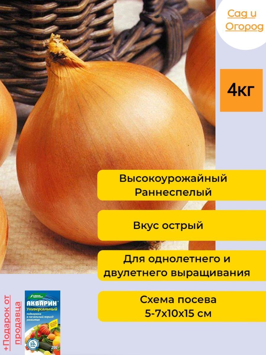 Лук сен шуй. Озимый лук Сеншуй. Озимый лук. Лук Сеншуй. Лук Сеншуй описание сорта отзывы.