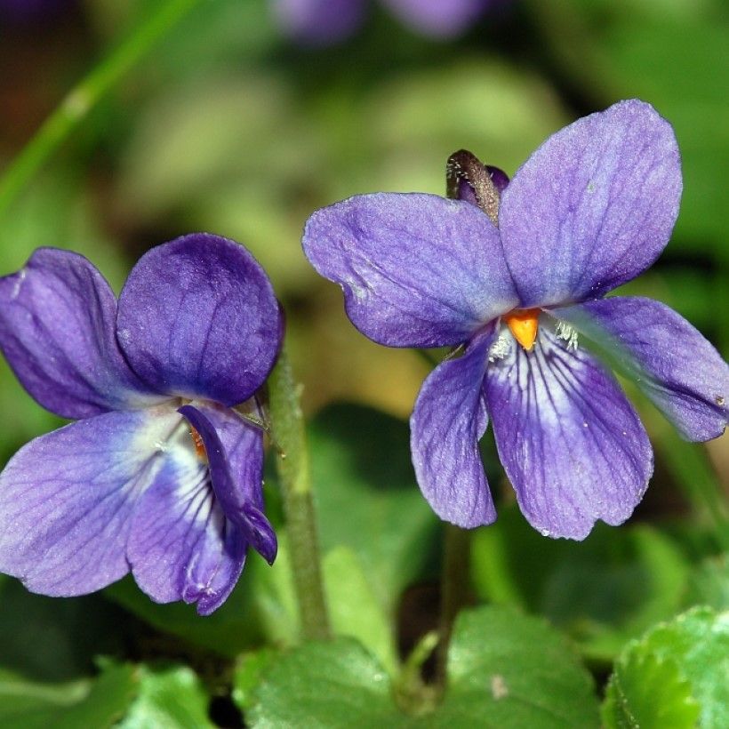 Viola odorata фото