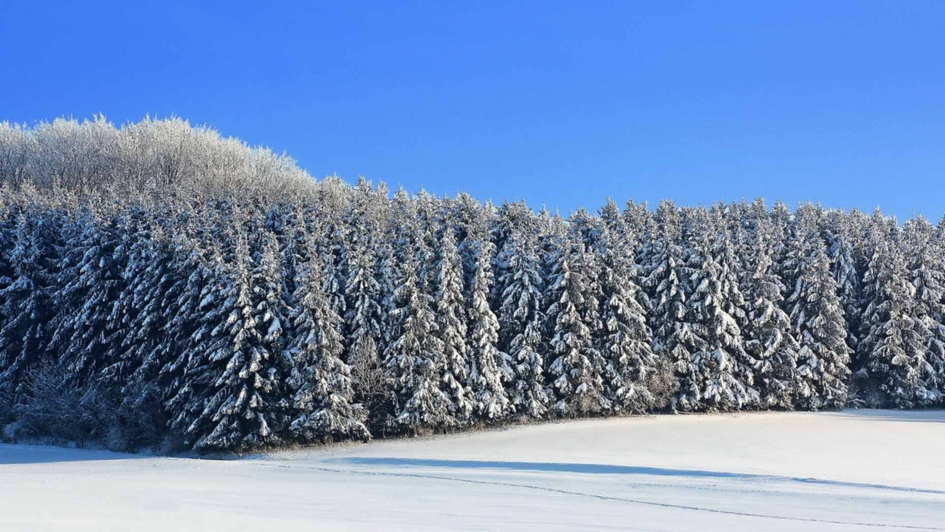 Полей елей. Зимнее поле и лес. Зима поле лес. Снимок зимнее поле и лес. Зимнее поле с елками.