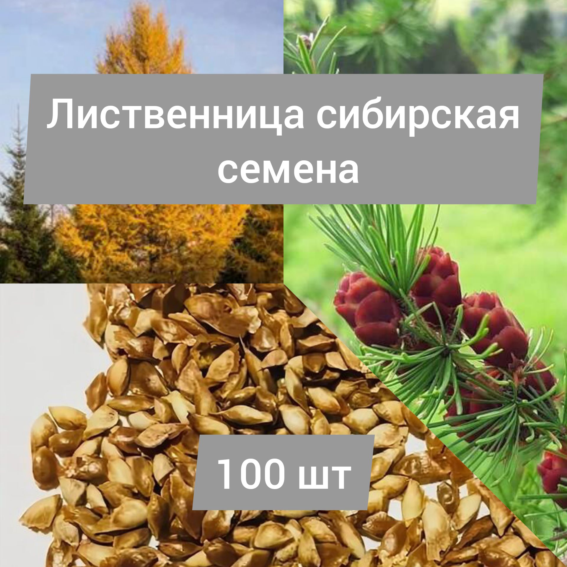 Лиственницасибирскаясемена-100ШТ