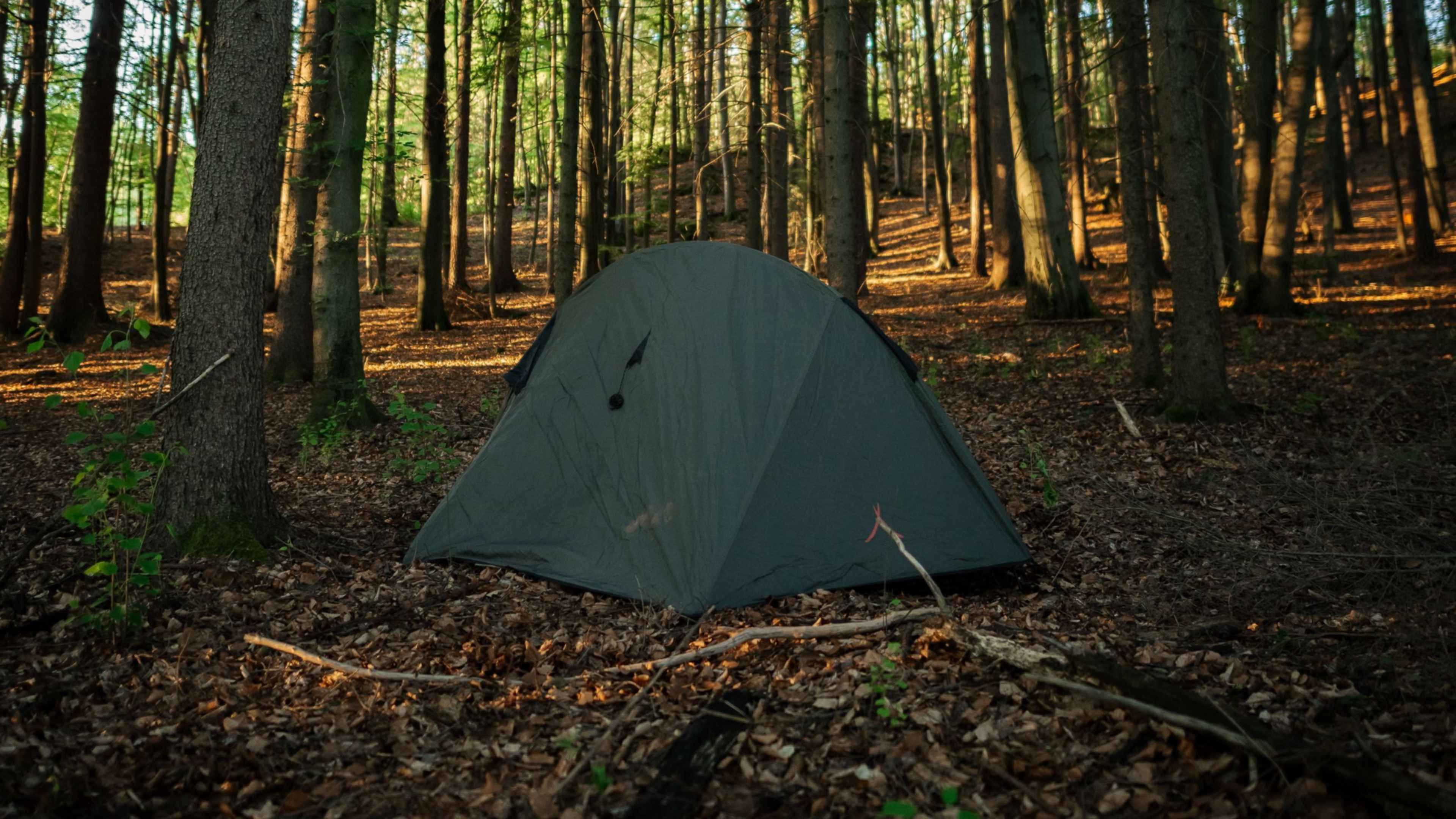 Camping in the forest. Палатка. Палатка на природе. Кемпинг в лесу. Кемпинг в лесу с палатками.