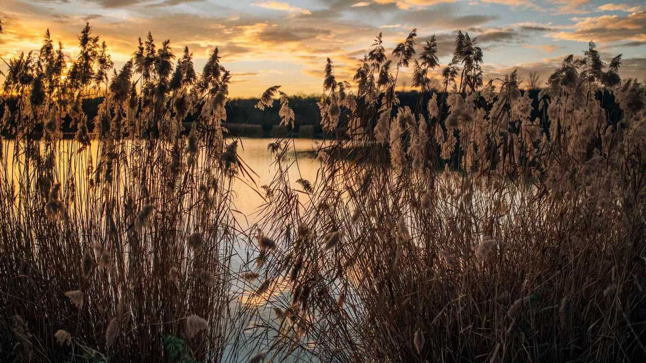 Картинка озеро с камышами