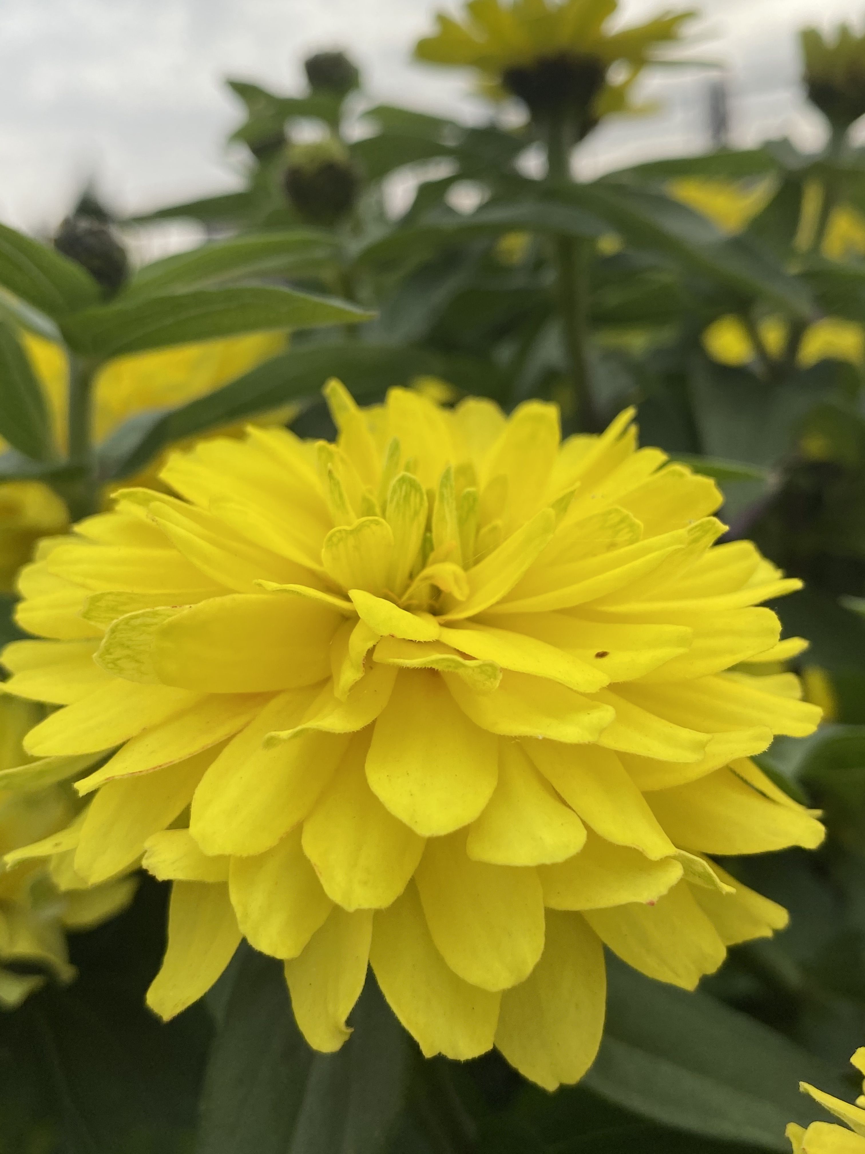 цинния мандариновый конфитюр семена партнер. циния агрофирма партнер. циния барышня крестьянка. цинния мариландская медовая коврижка. циния партнёр рябиновая пастила.