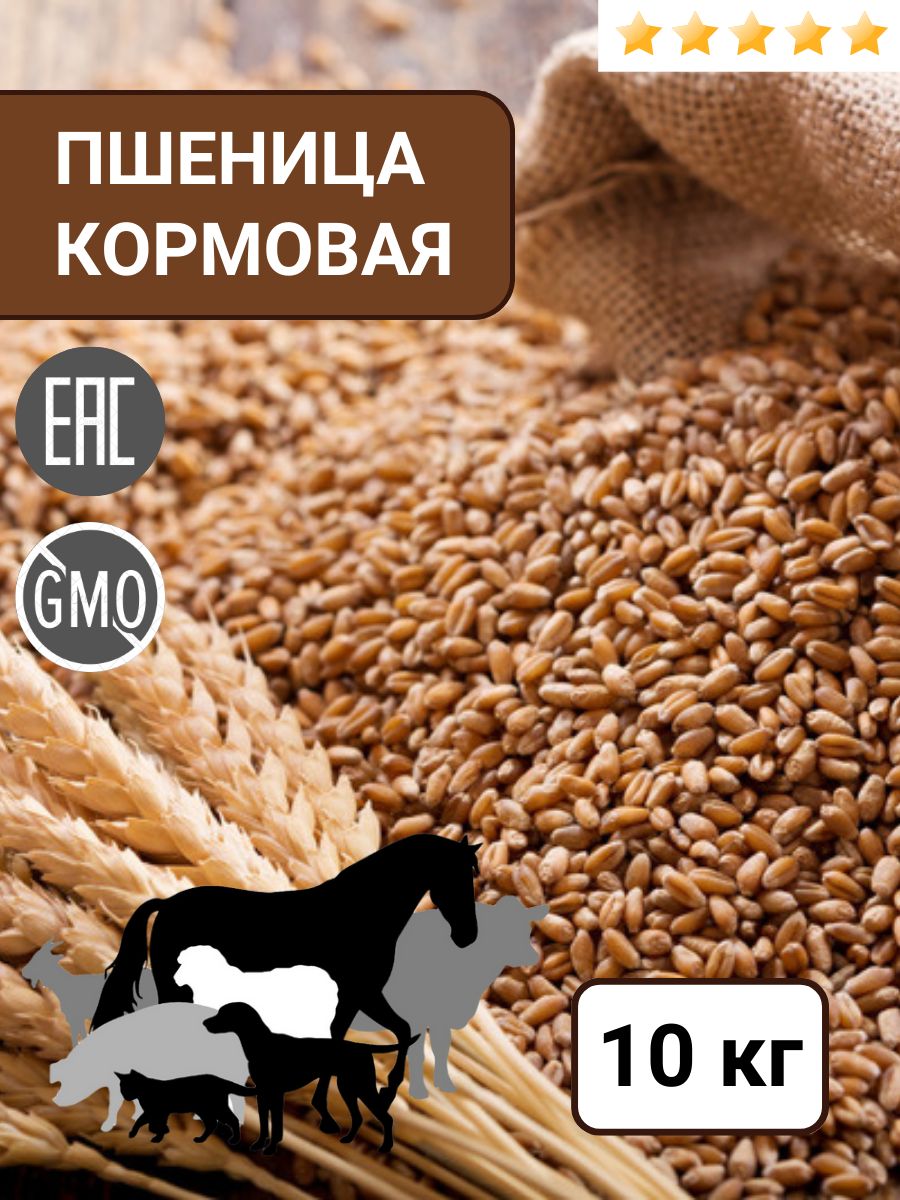 Пшеница кормовая