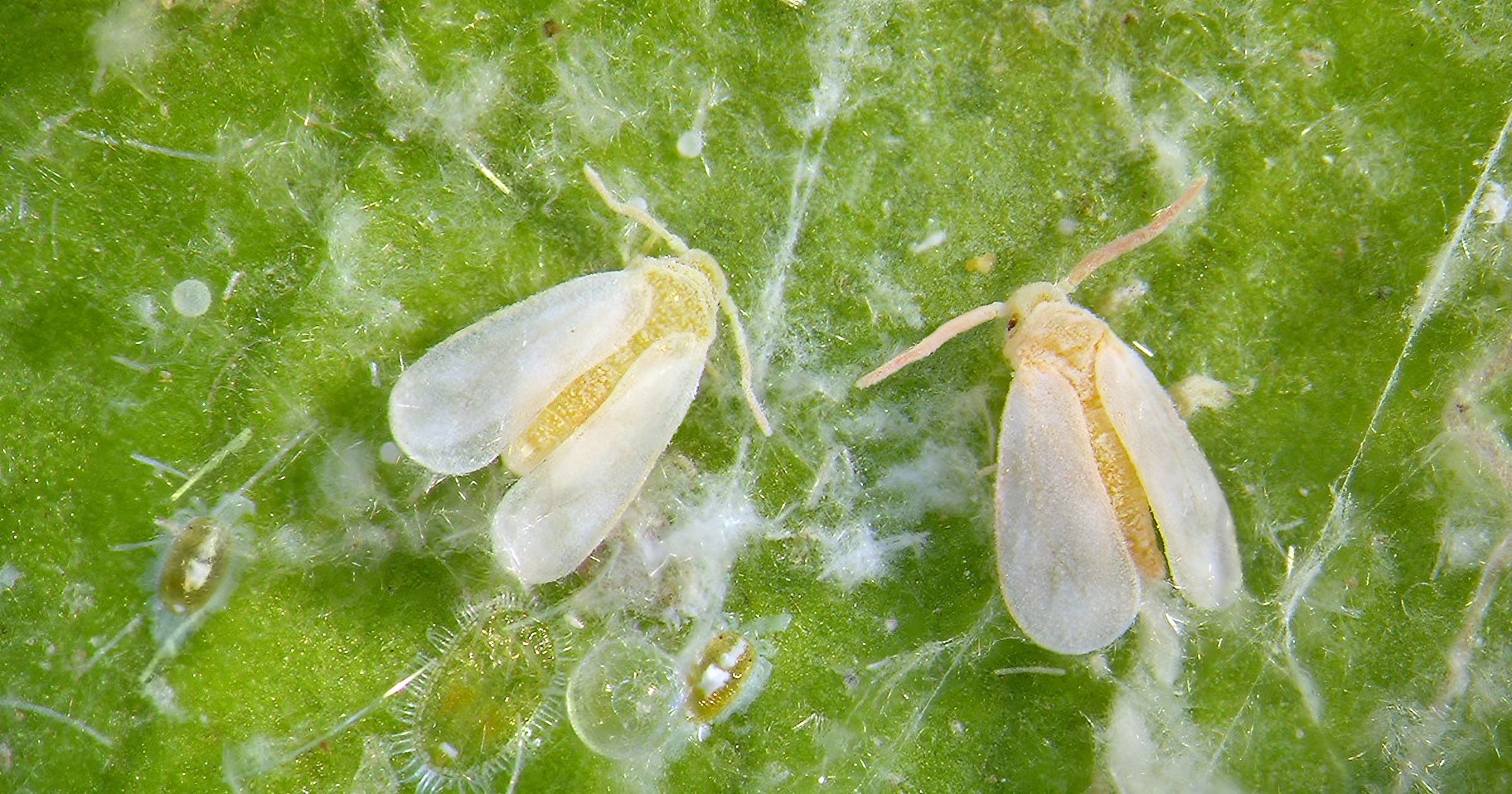 оранжерейная (тепличная) белокрылка. белокрылка насекомое вредитель. белокрылка тепличная (trialeurodes vaporariorum). оранжерейная (тепличная) белокрылка. муха белокрылка.