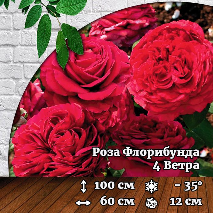 Я слышал розу