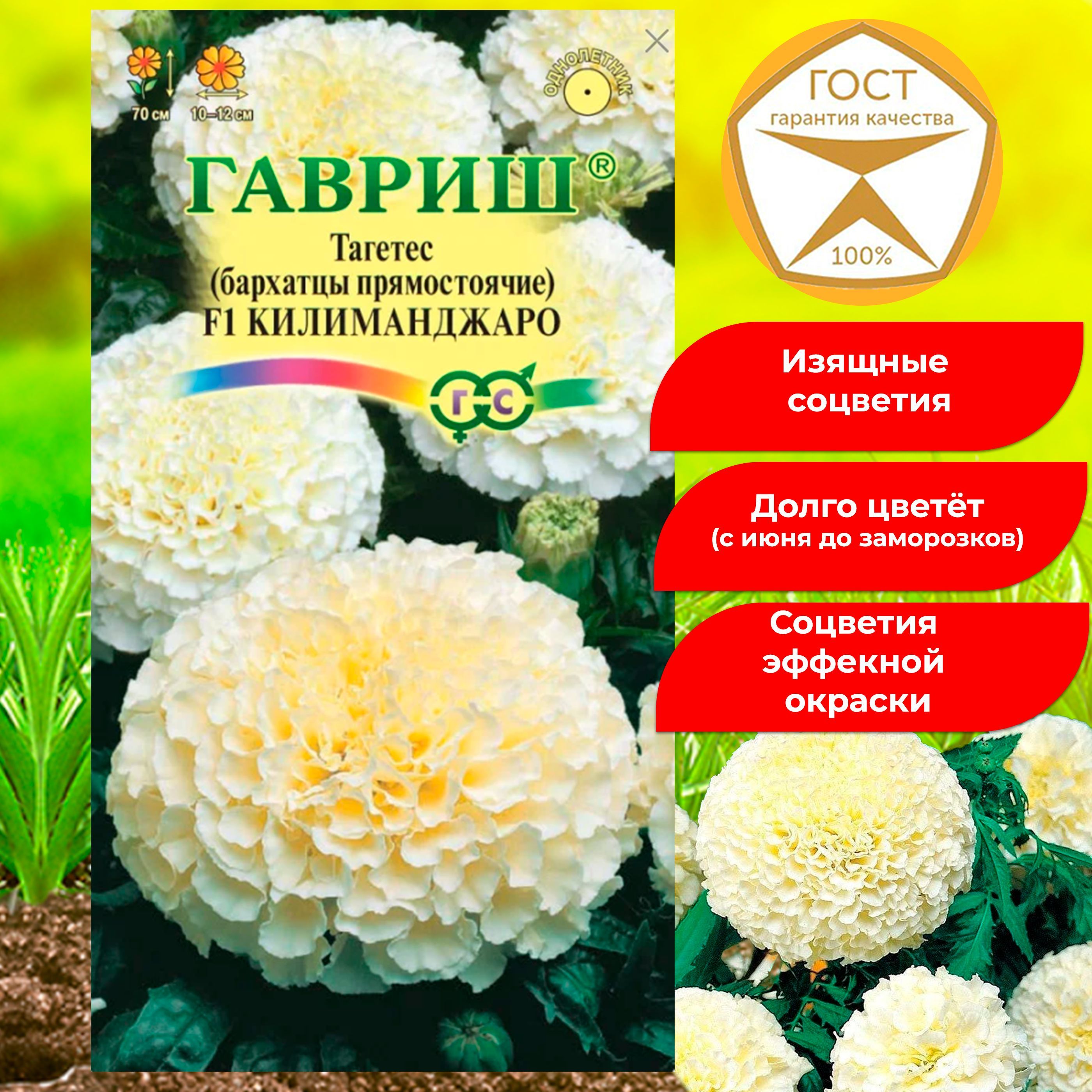 Тагетес Килиманджаро. Бархатцы Килиманджаро. Гавриш бархатцы отклоненные f1 Килиманджаро. Бархатцы тёмные семена.