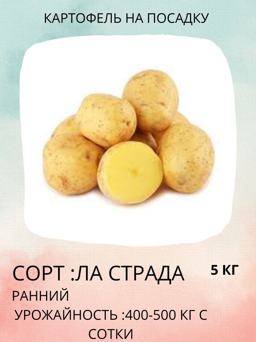 Цена Картофеля За 1 Кг