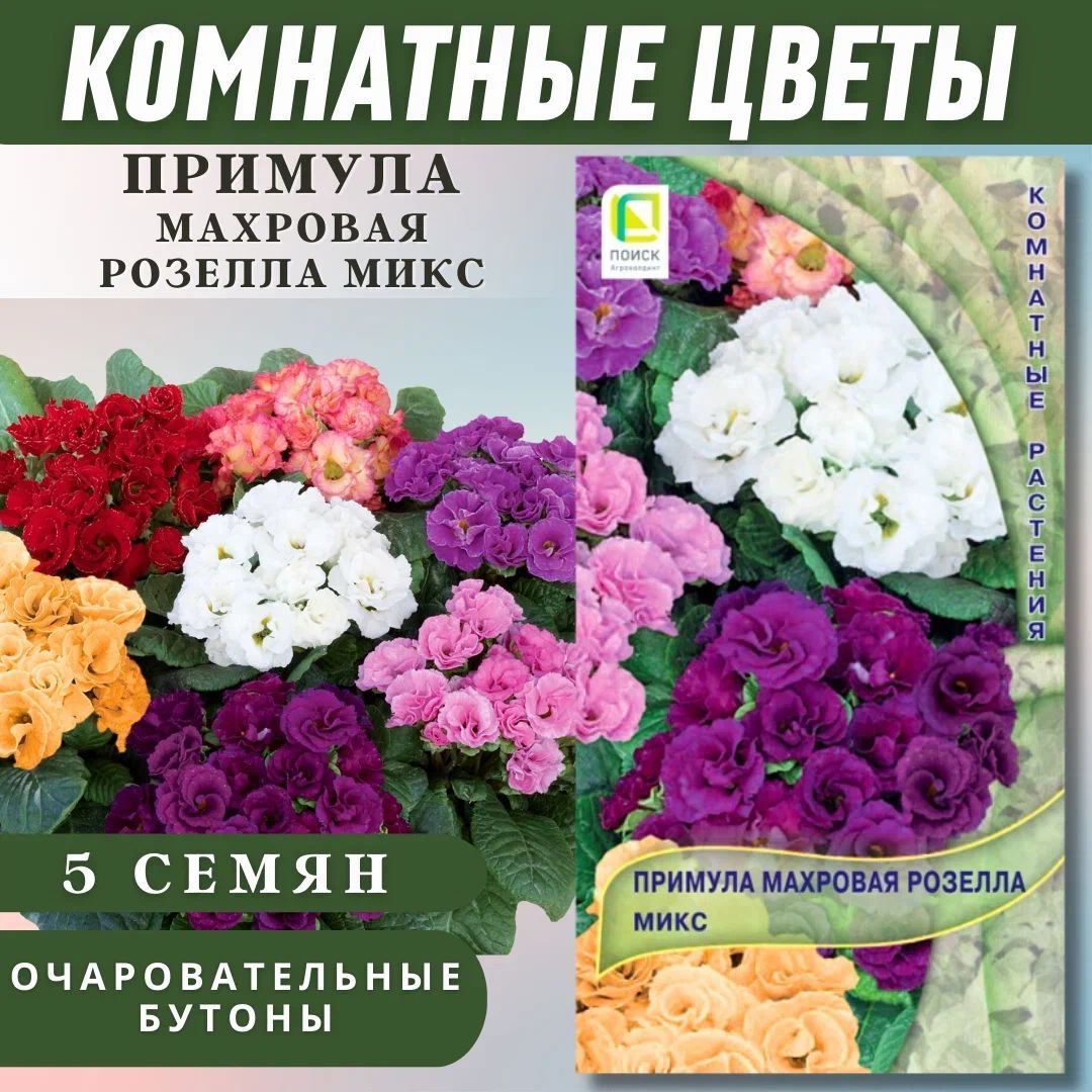 Примулы ПОИСК Агрохолдинг HomeFlower_розовый_фиолетовый_белый - купить по  выгодным ценам в интернет-магазине OZON (1098738038)