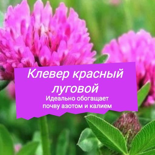 Сидерат Клевер красный