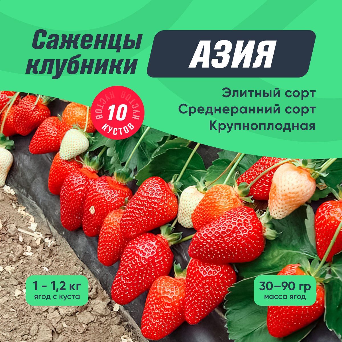 СаженцыклубникиАзия10кустов(крупноплоднаяклубника,среднераннийсроксозревания)