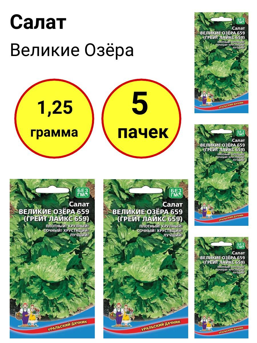 Ледяной салат. Семена алтая салат великие озера. Салат великие озера. Салат листовой великие озера-659 0,5гр семена алтая. Семена алтая.