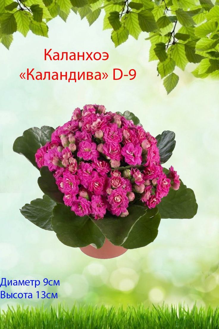 Каланхоэ каландива микс d9