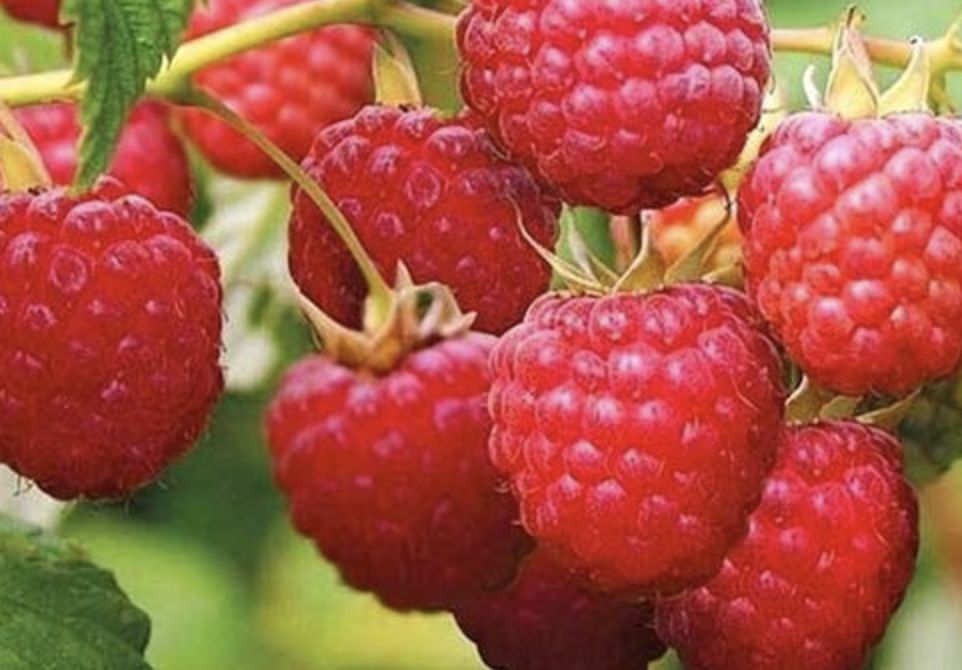 Купить Семена Малины Крупноплодной