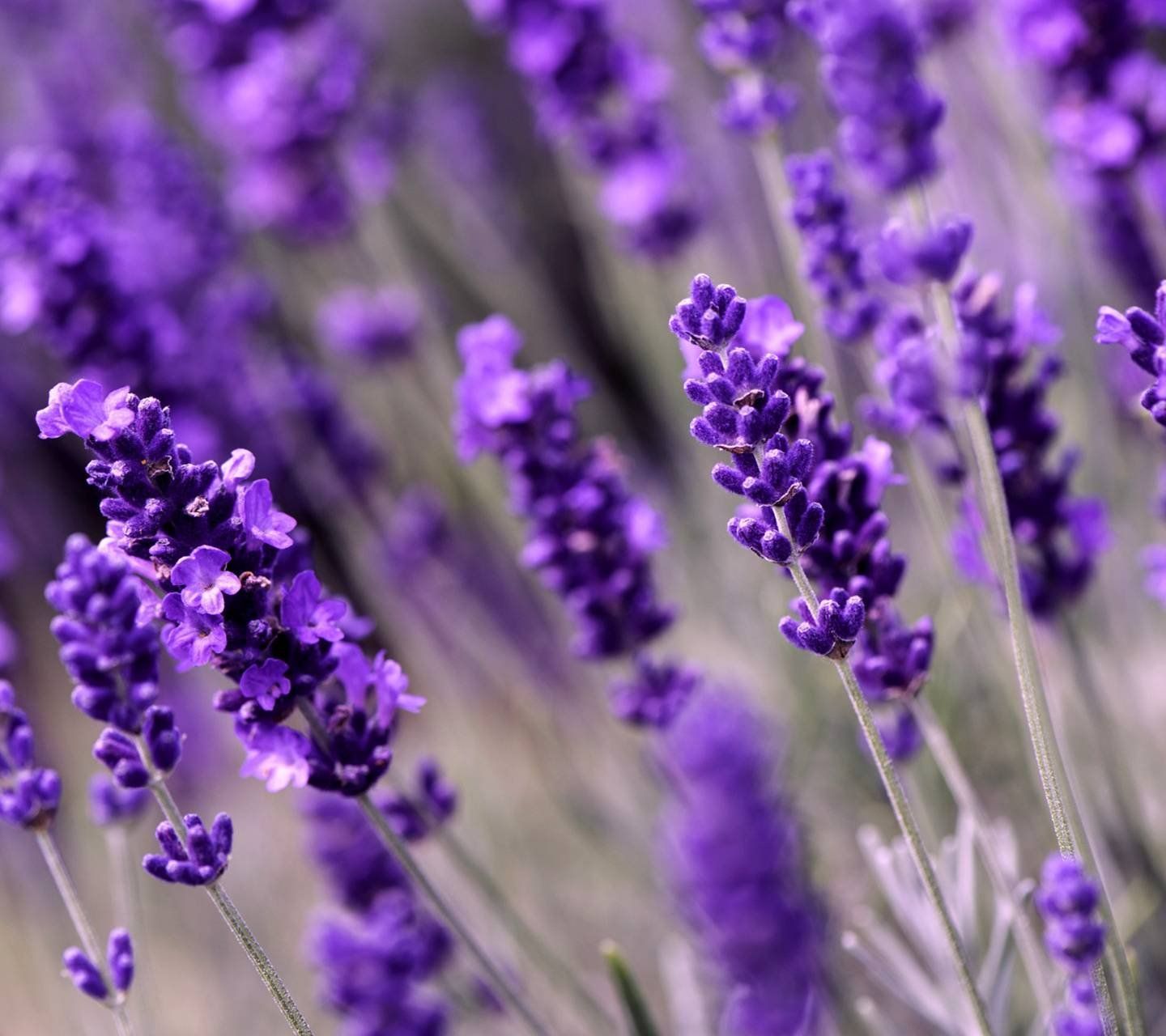 Лаванда Саженцы – купить в интернет-магазине OZON по выгодной цене