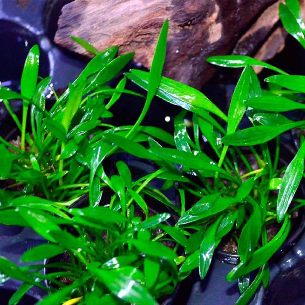 Эхинодорус уругвайский. Лимнофила амбулия. Лобелия кардинальская (lobelia cardinalis). Аквариумные растения отзывы. Лобелия пурпурная аквариумная.