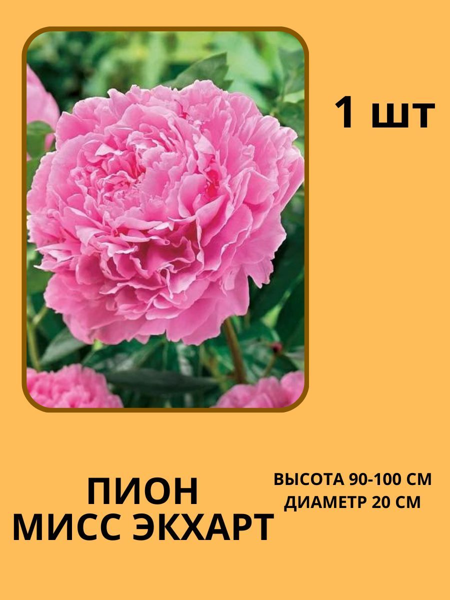 Корневища Пионов Купить В Интернет Магазине