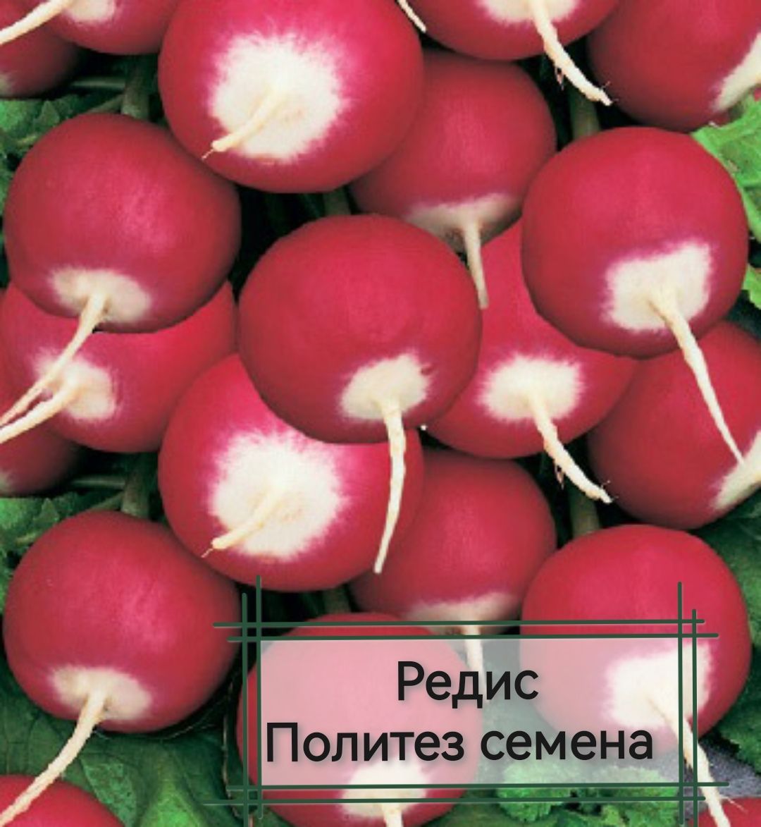 Семена Седек Купить В Спб