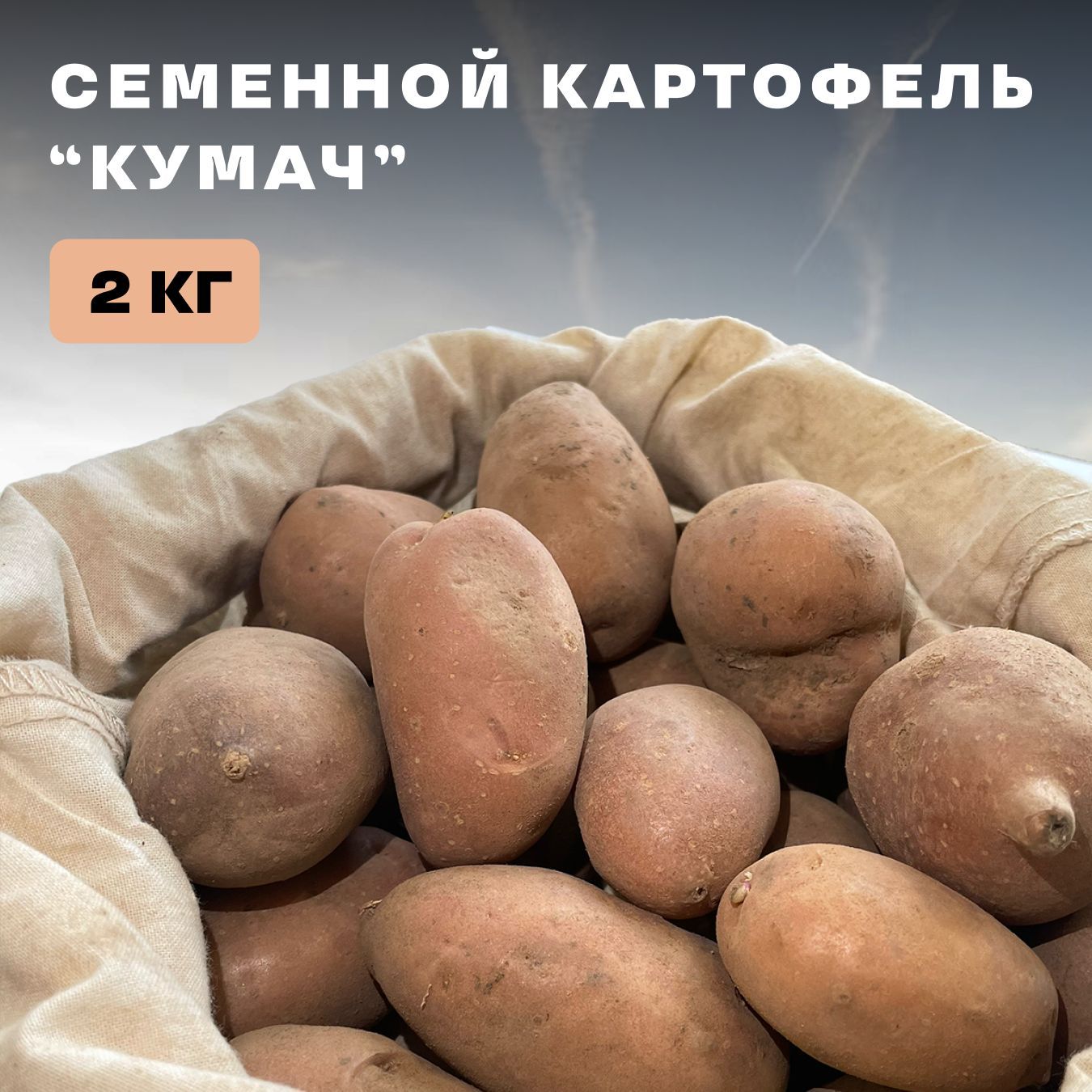 Картофель Уника Купить