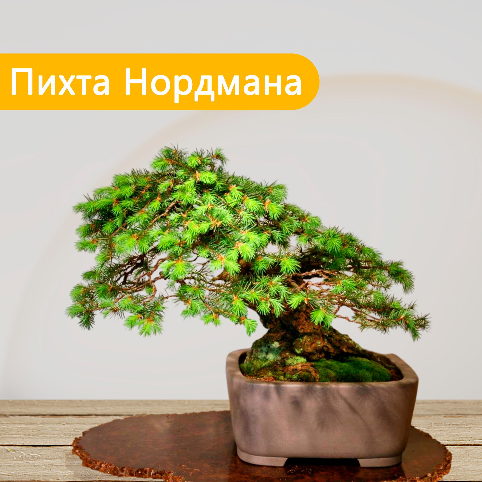 Купить Семена Пихты Нордмана