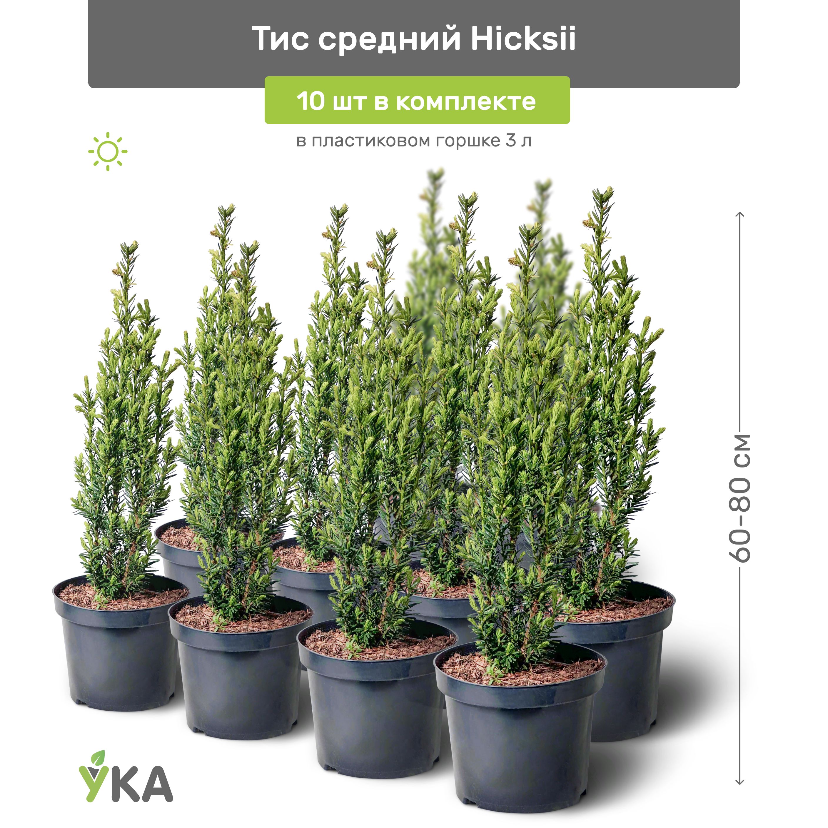 Поддержание здоровья растения: ключевые стратегии