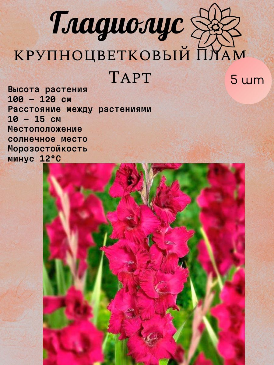 Гладиолусы Купить Луковицы Интернет Магазин