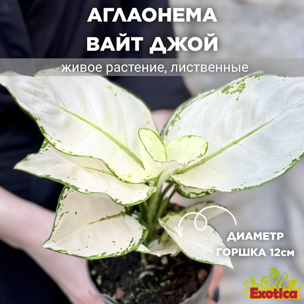 Аглаонема Exotica Aglaonema White Joy, 12 дм, 1 шт - купить по выгодной  цене в интернет-магазине OZON (1118649576)