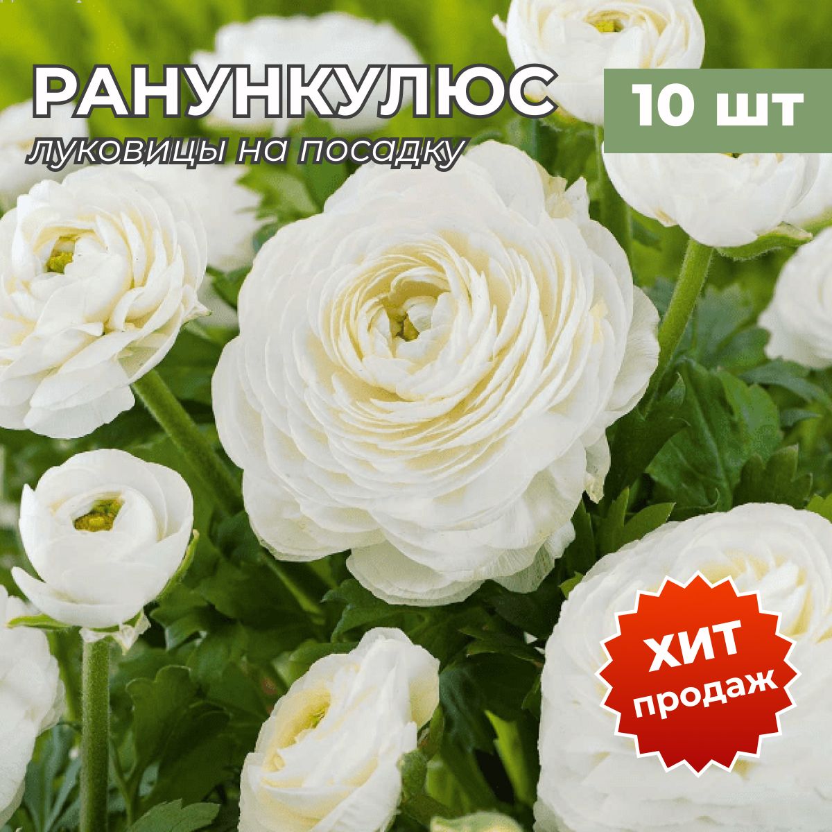 Ранункулюс Луковицы Купить В Интернет