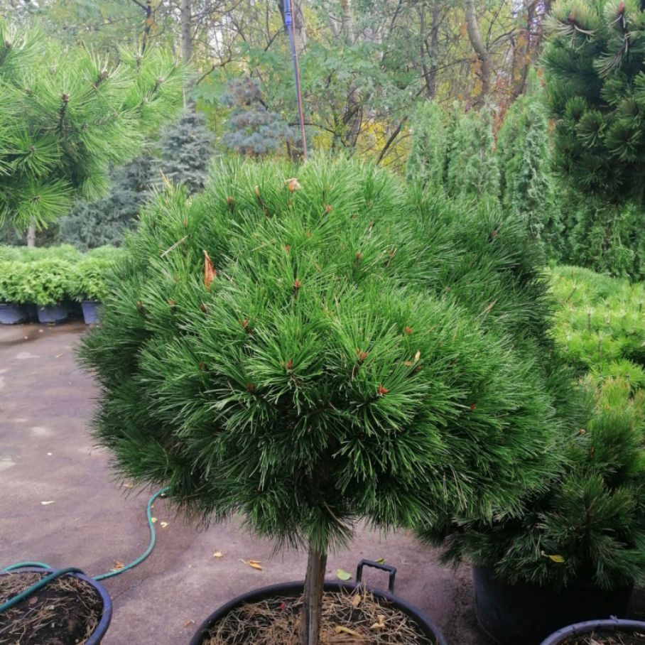 Pinus nigra Брепо