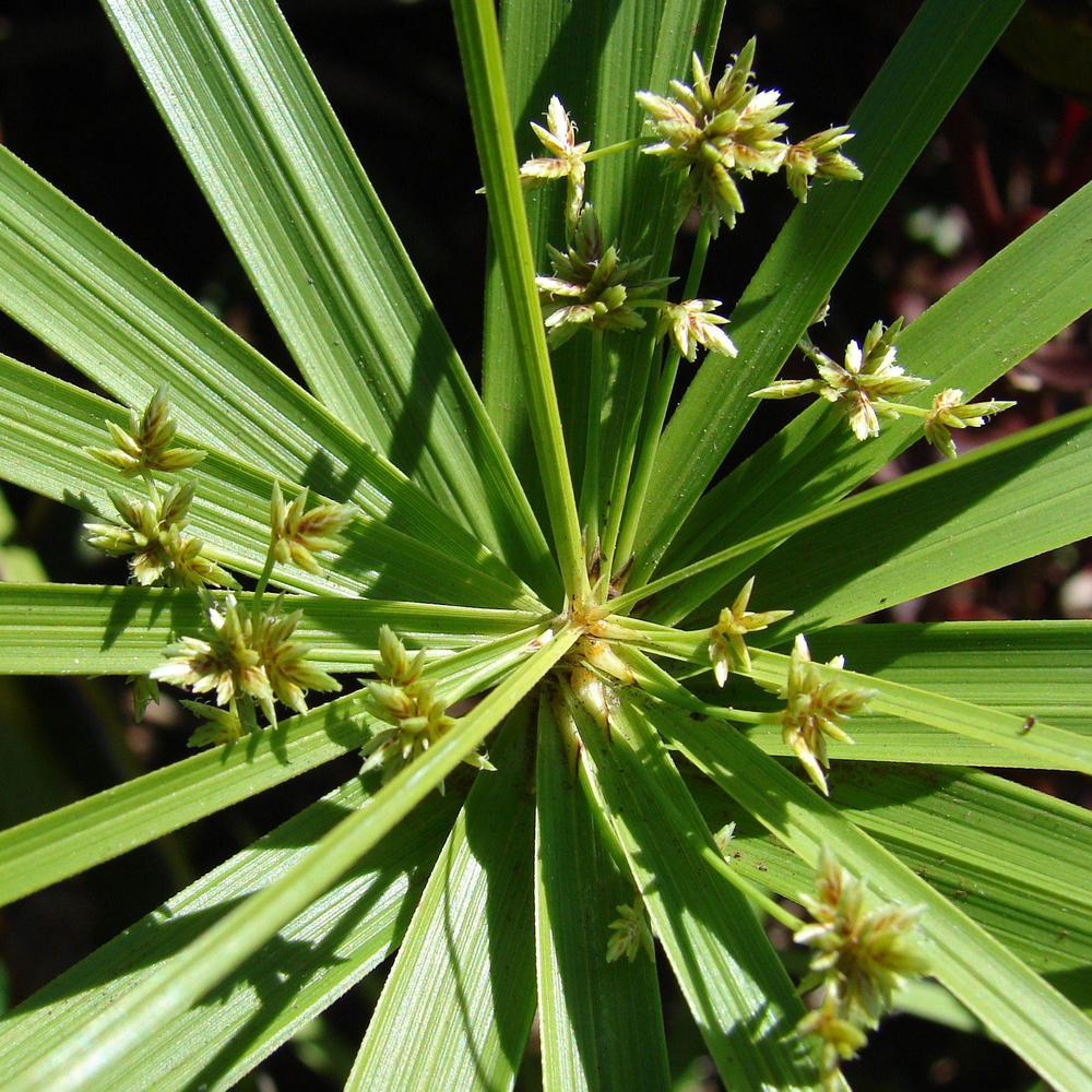 Cyperus alternifolius циперус