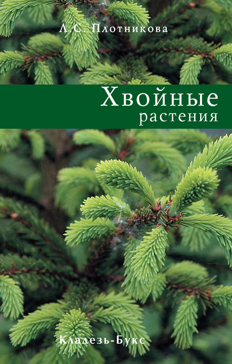 Хвойные Растения Купить В Интернет Магазине Хвойные Растения Купить В Интернет Магазине