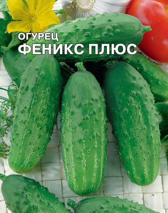 Огурец Феникс Плюс Отзывы Фото Огурец Феникс Плюс Отзывы Фото