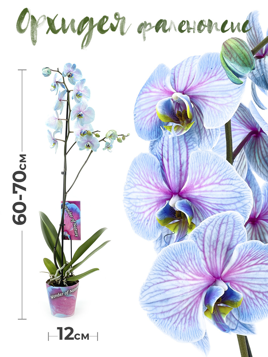 Купить Орхидею Фаленопсис В Интернет Магазине