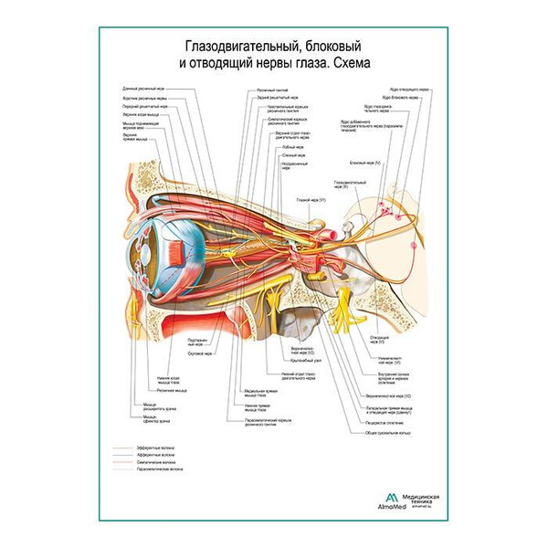 Глазодвигательный нерв картинка