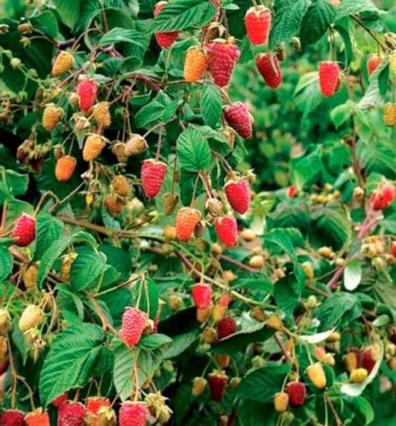 Малиновое Дерево Богатырь - купить с доставкой по выгодным ценам в ...