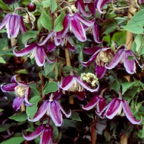 Клематис ботанический Ян Фопма - купить с доставкой по выгодным ценам в ...