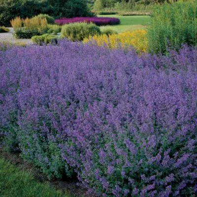 Рассада Котовник Фассена Light blue, С1 (1 литр) ЗКС - купить с ...